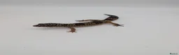 Leopard Gecko reptiles for sale: Black Night Cross Leopard Gecko  - Advert 28