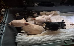 Chihuahua dogs for sale: Chihuahua puppies  - Image 15