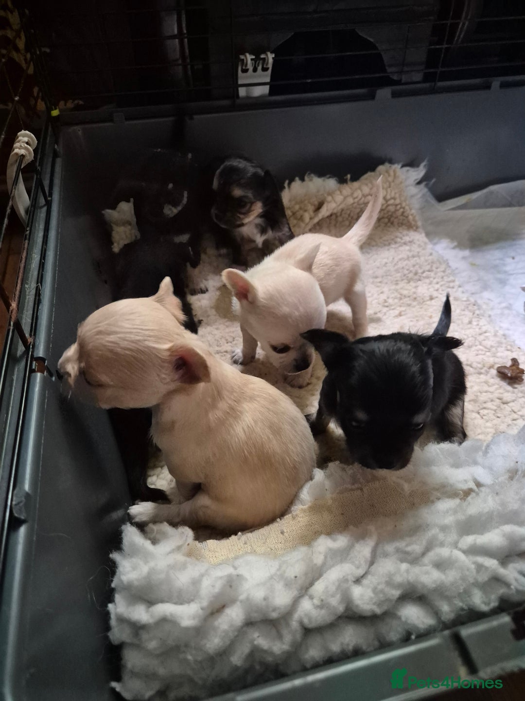 Chihuahua dogs for sale: Chihuahua puppies  - Image 15