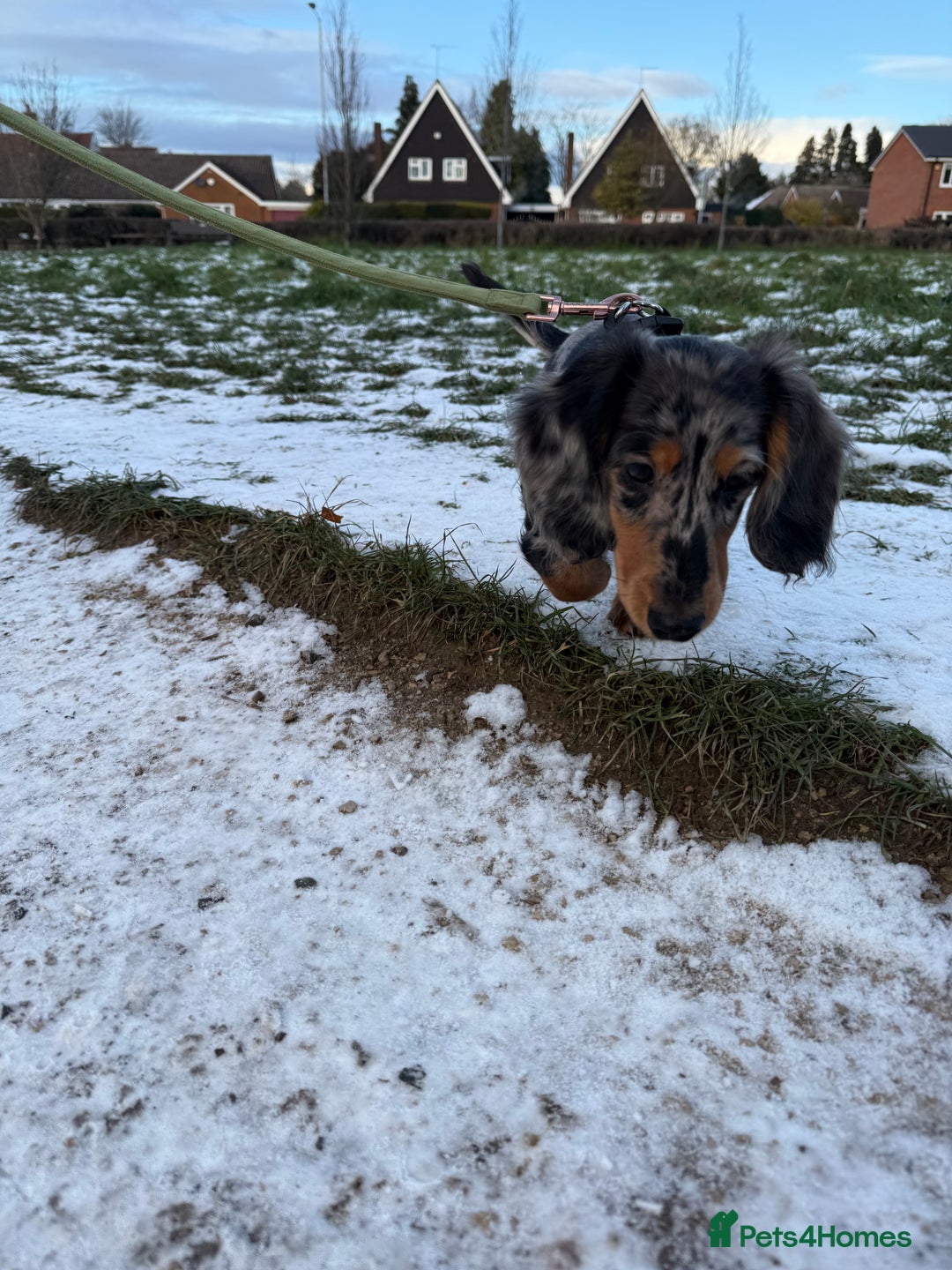 Dachshund dogs for sale: Hector and Ariana  - Advert 2