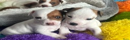 Jack Russell dogs for sale: Stunning Miniature Jack Russell Puppies!!! - Advert 6
