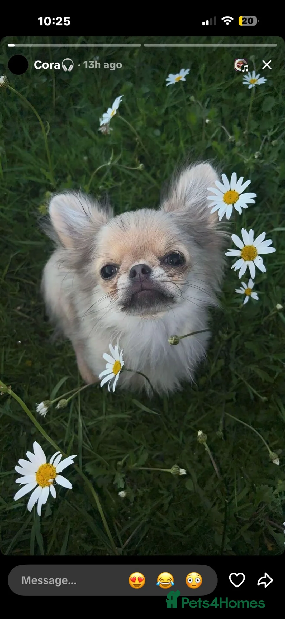 Chihuahua dogs for sale: Apple head chihuahua - Bluey - 9 months old  - Advert 2