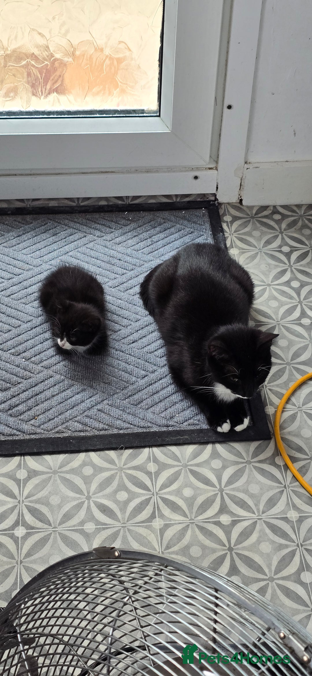 Mixed Breed cats for sale: 2 girls ready to go  - Image 3