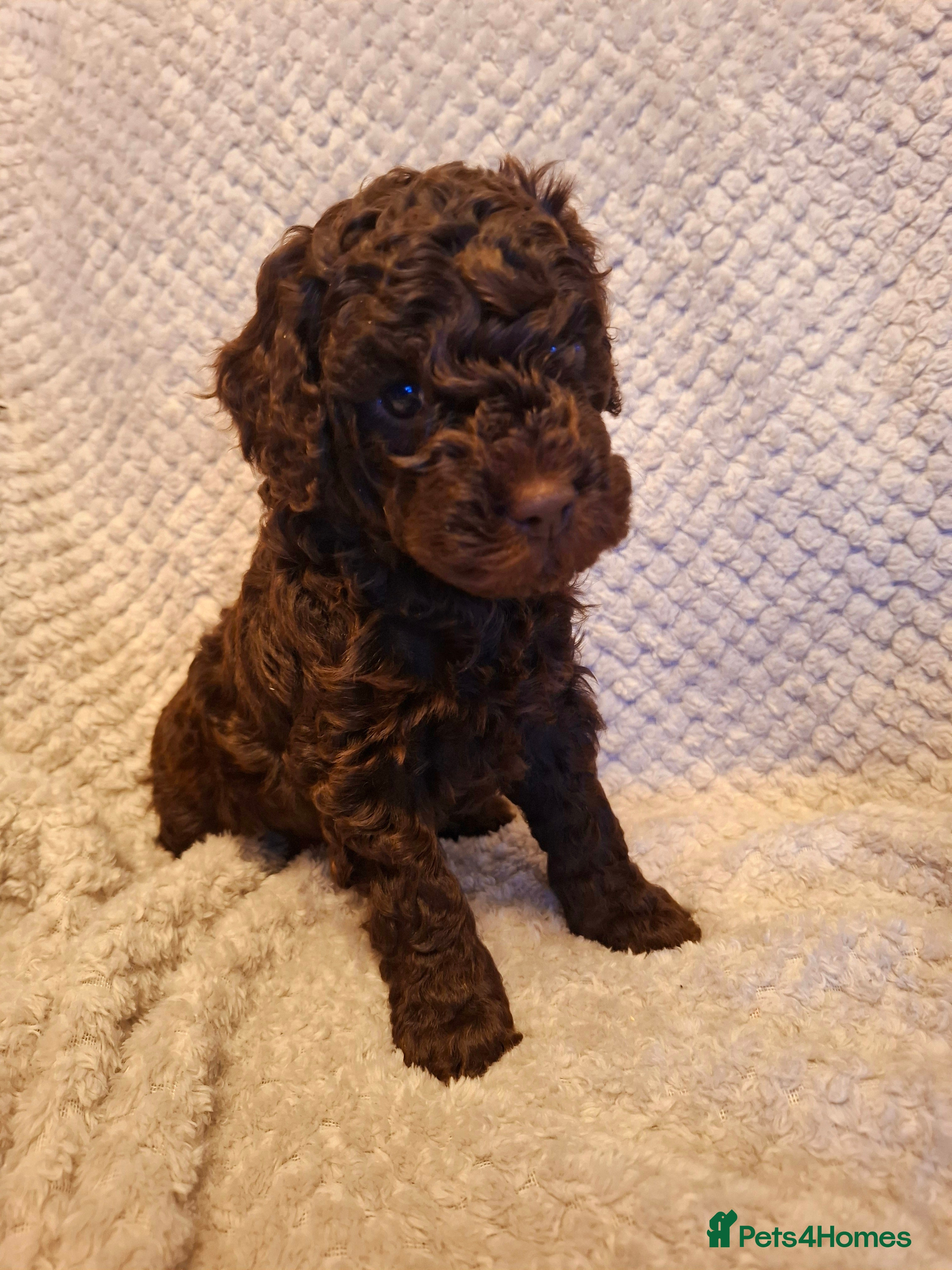 Cockapoo dogs Minature cockapoo puppies - Advert 14