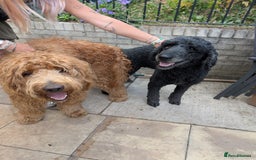 Goldendoodle dogs for sale: Golden doodle puppies for sale  - Image 5