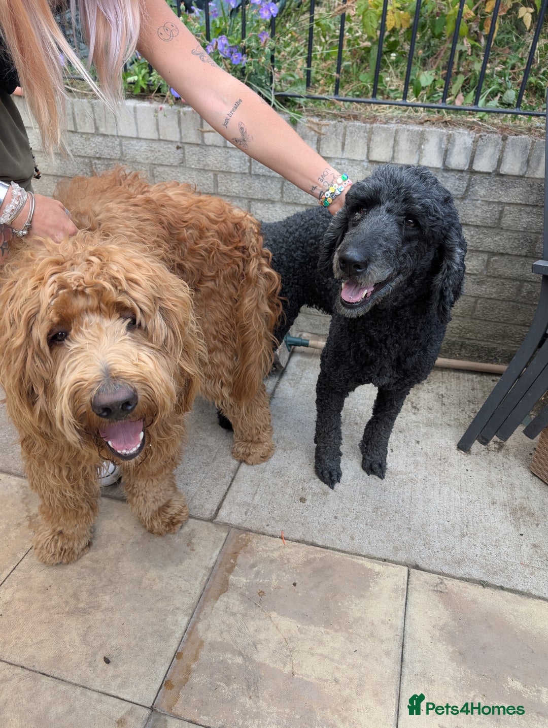 Goldendoodle dogs for sale: Golden doodle puppies for sale  - Image 5