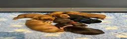 Cocker Spaniel dogs for sale: 🐶KC REGISTERED COCKER SPANIEL PUPPYS DUE SOON  - Advert 4