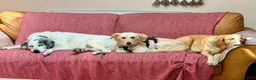 Mixed Breed dogs for adoption: 🌸 Hattie – A Little Patience, A Lifetime of Love in Witney - Advert 4
