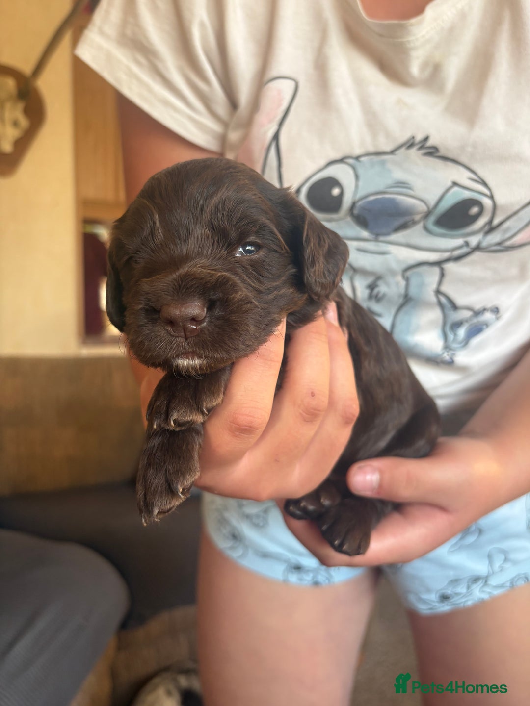 Sprocker dogs for sale: Sprocker puppies - Image 7