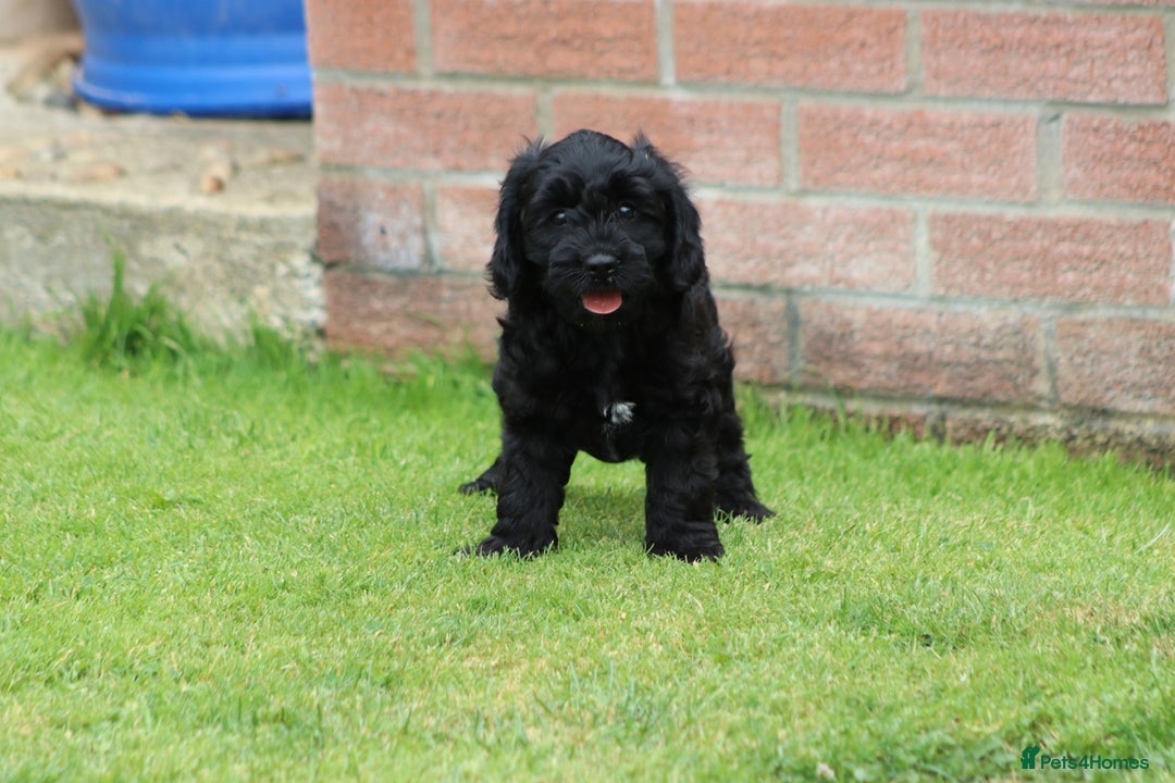 Cavapoo dogs for sale: Beautiful Cavapoo puppies for sale - Image 31