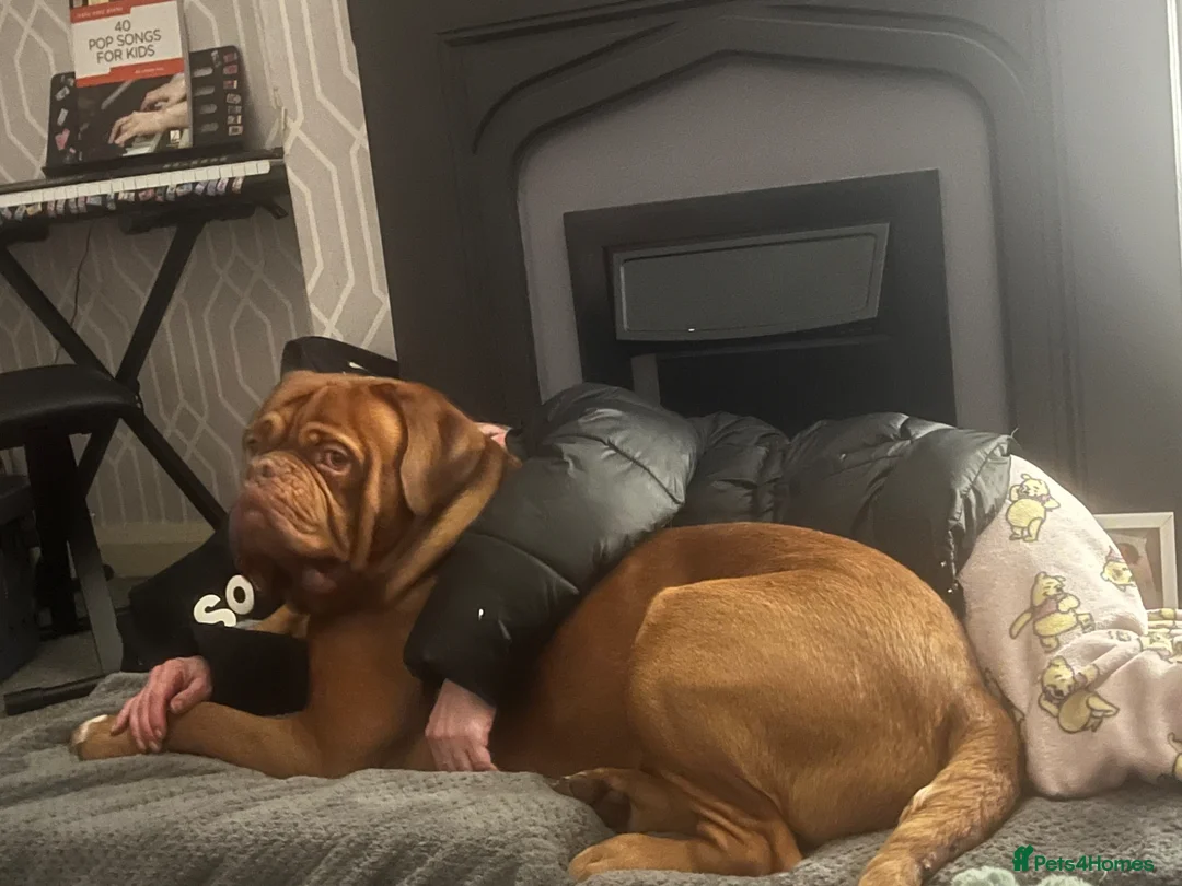 Dogue De Bordeaux dogs for stud: Dogue De Bordeaux proven Stud champion in blood - Advert 5