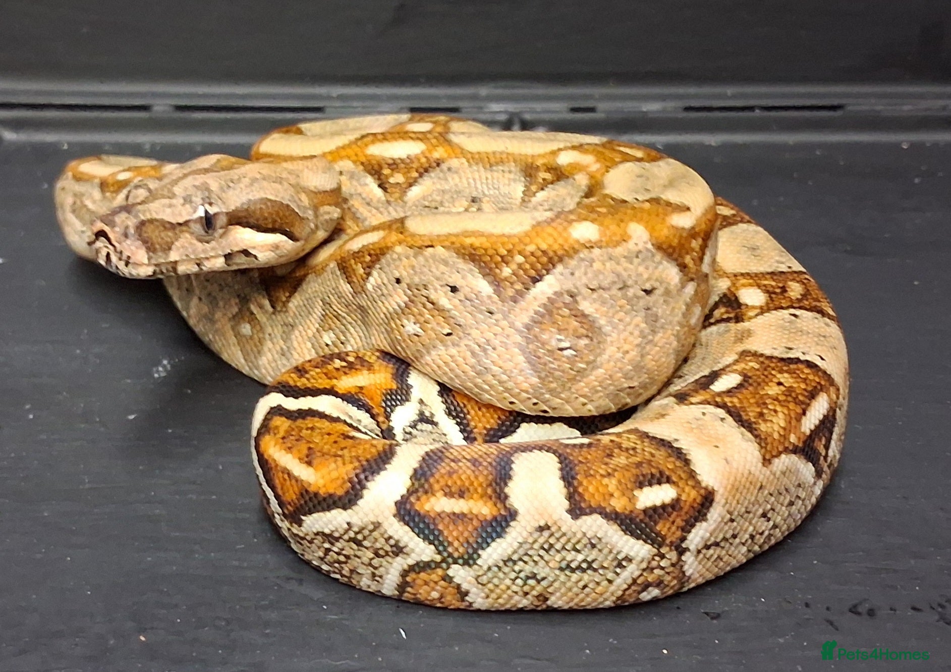 Boa Snake reptiles Boa constrictors Het IMG -VPI - AneryT1- RDR - Advert 14