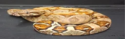 Boa Snake reptiles for sale: Boa constrictors Het IMG -VPI - AneryT1- RDR - Advert 3
