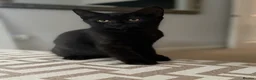 Mixed Breed cats for sale: Two Beautiful Kittens Looking for Loving Homes - Advert 4