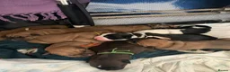 Mixed Breed dogs for sale:  Beautiful mastiff cross ,  - Advert 11
