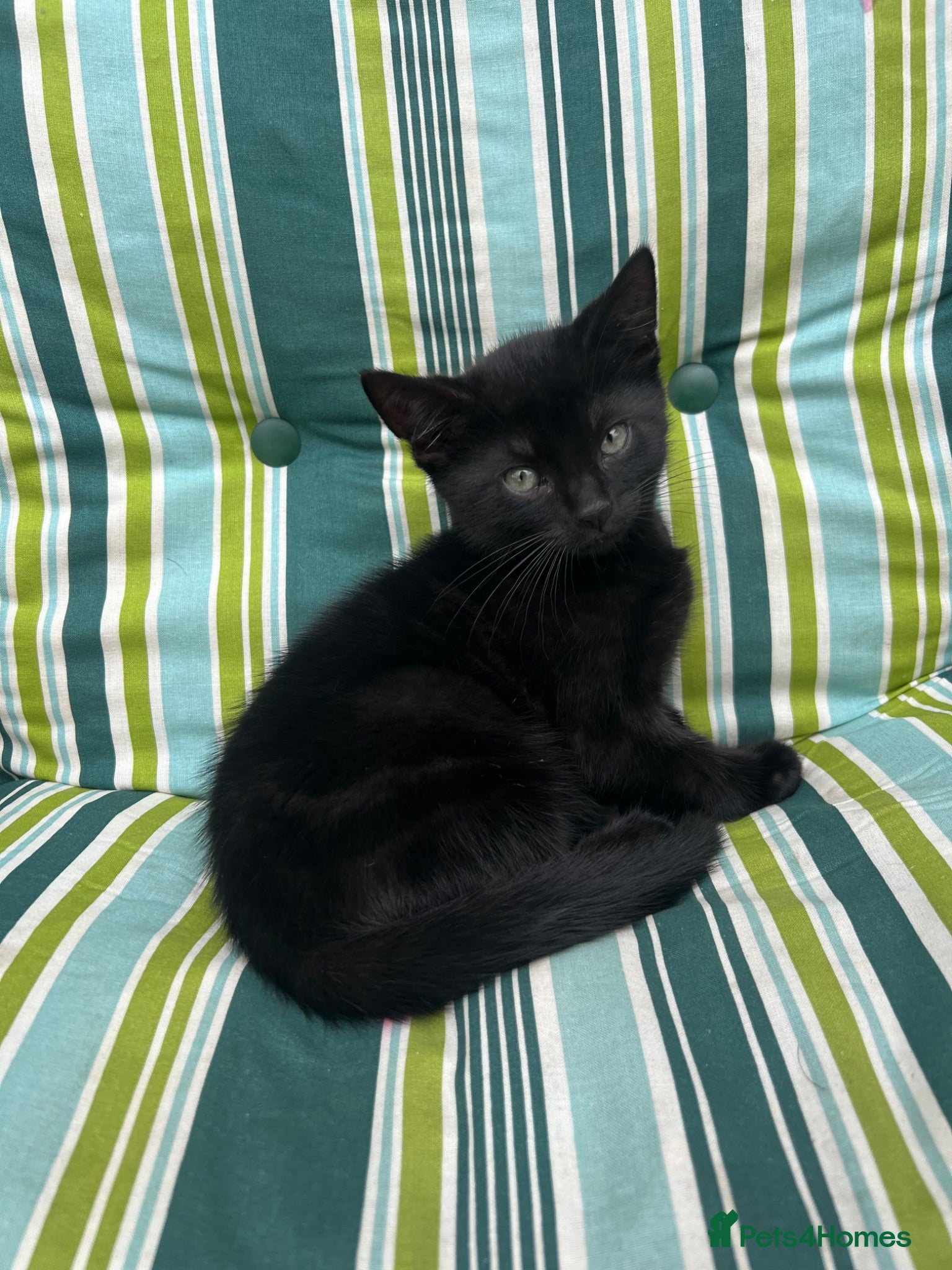 Domestic Shorthair cats  beautiful short haired domestic kitten  - Advert 1