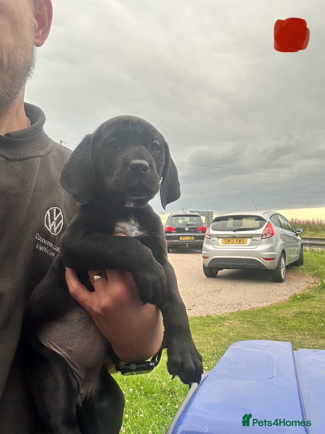 Mixed Breed dogs for sale: Dalmatian/Golden retriever cross puppies - Image 21