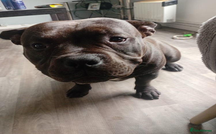 Mixed Breed dogs - Advert 1