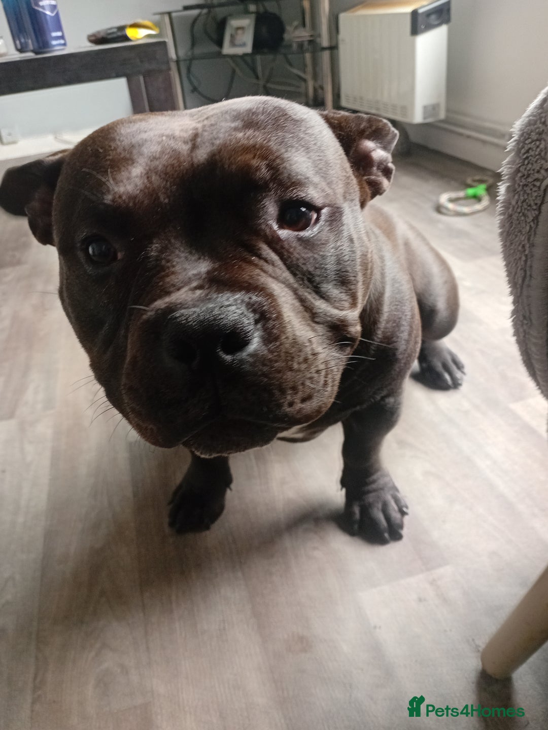 Mixed Breed dogs for sale: Pocket bully  - Image 1