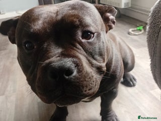 Mixed Breed dogs - Advert 6