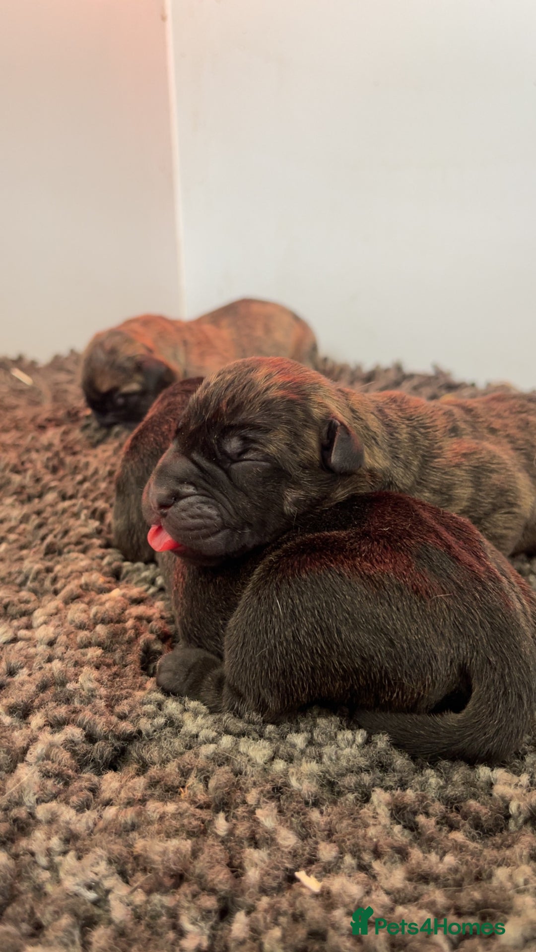 Presa Canario dogs for sale: Presa Canario Puppies - Image 2