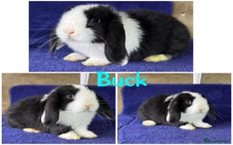 Mini Lop rabbits for sale: Pure breed mini lop  - Image 11