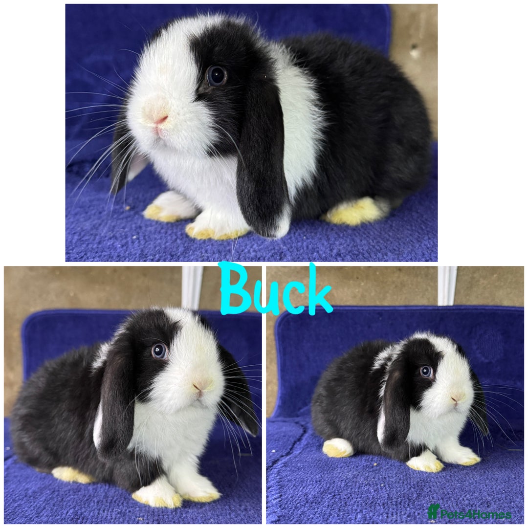 Mini Lop rabbits for sale: Pure breed mini lop  - Image 11