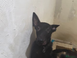 Mixed Breed dogs Dutch shepherd/ German shepherd - Advert 3