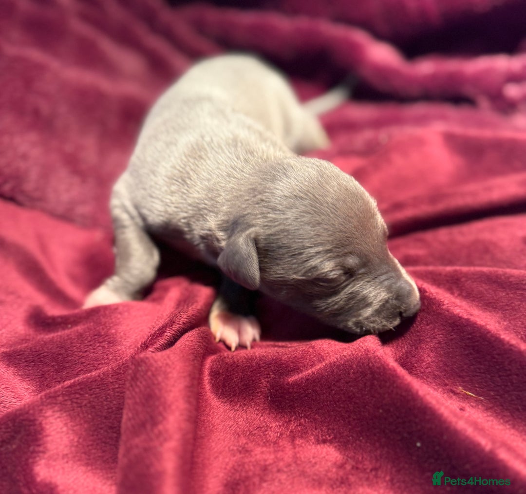 Whippet dogs for sale: 3 Stunning Whippet Boy's available  - Advert 22