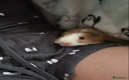 Guinea Pig rodents for sale: Young guinea pig brothers looking for a new home - Image 3