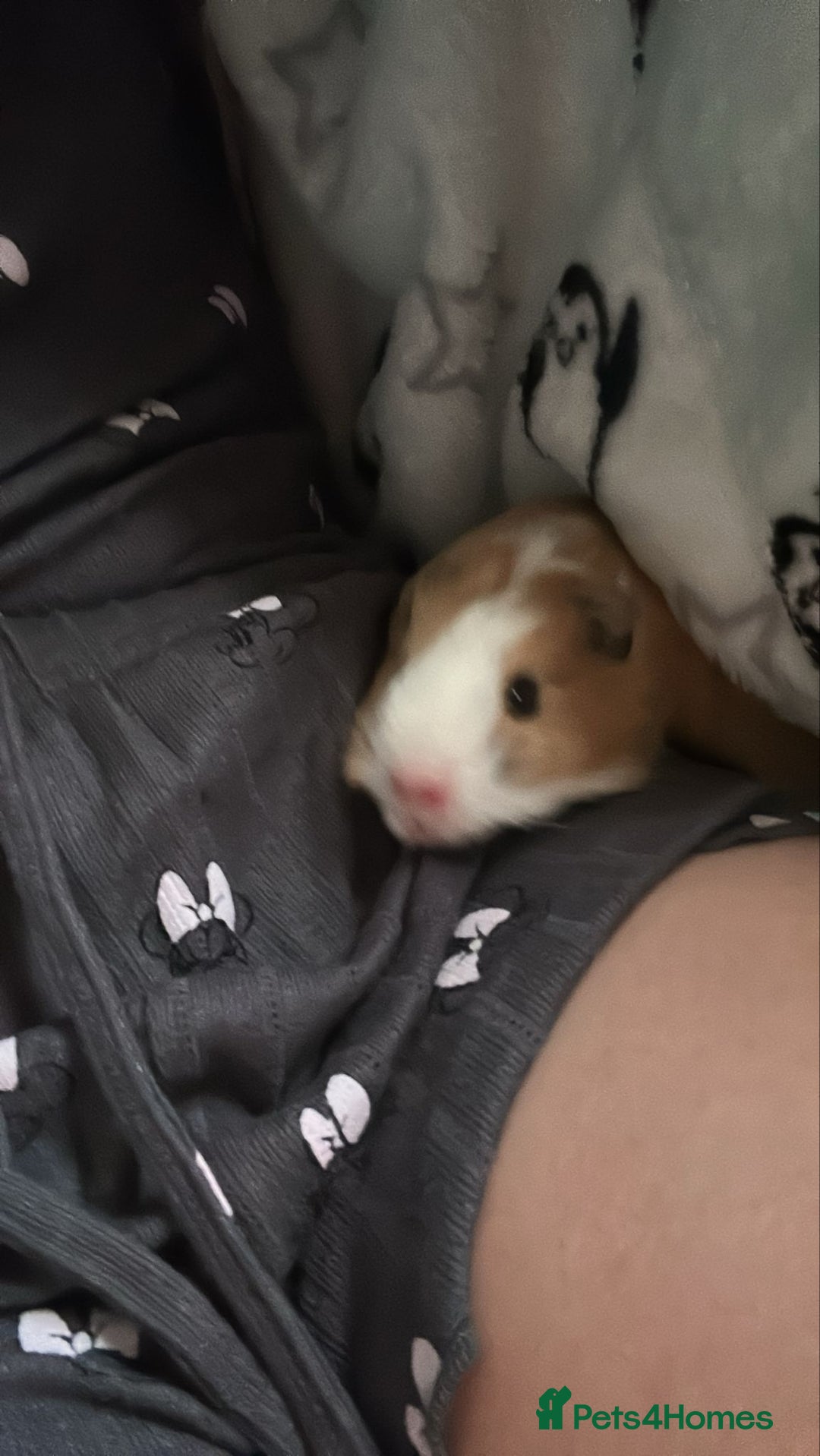 Guinea Pig rodents for sale: Young guinea pig brothers looking for a new home - Image 3