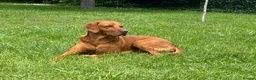 Hungarian Vizsla dogs for stud: Stunning Vizsla x Fox Red Lab for Stud (proven) in Bristol - Advert 2