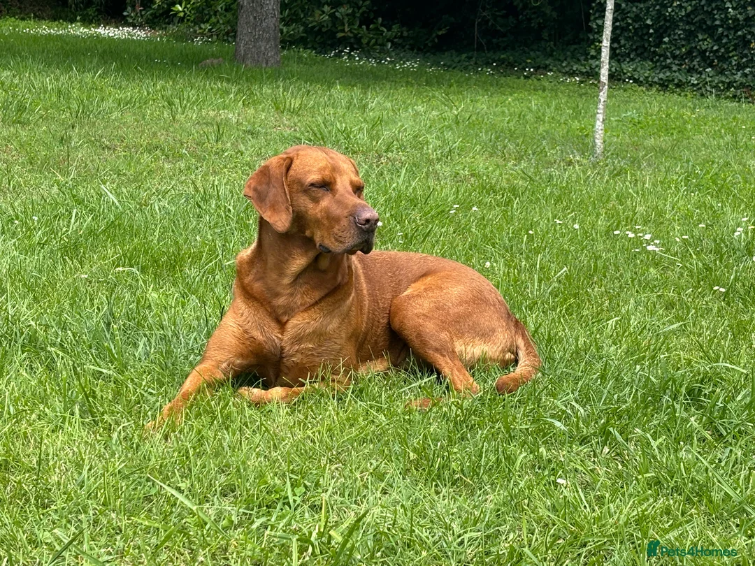 Hungarian Vizsla dogs for stud: Stunning Vizsla x Fox Red Lab for Stud (proven) in Bristol - Advert 2