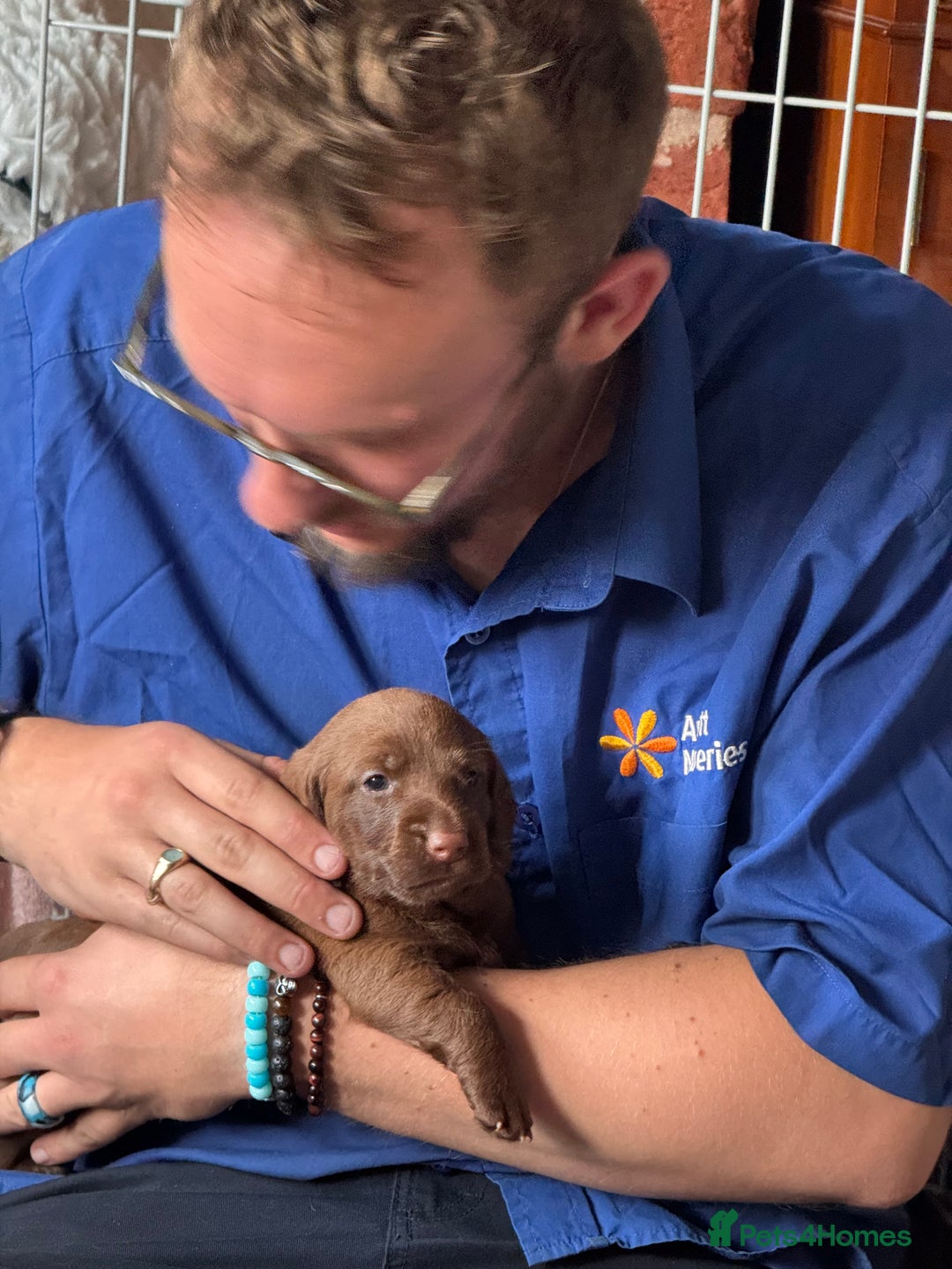 Mixed Breed dogs for sale: Beautiful DoxiPoo puppies  - Image 24