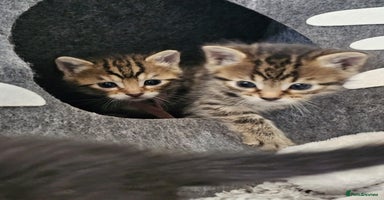 Bengal cats - Advert 10