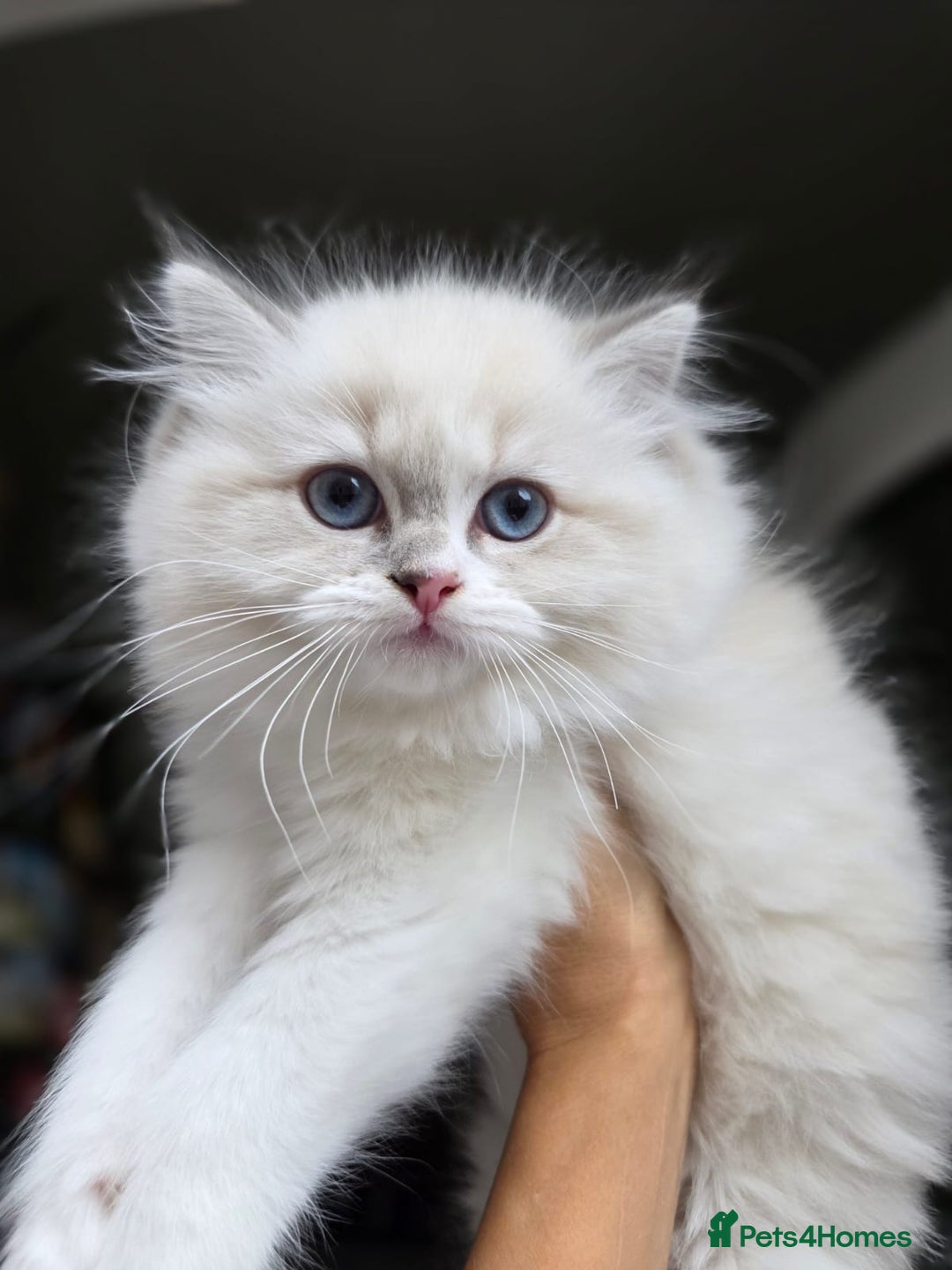 Ragdoll cats for sale: 🩷Amazing European Grand Champion lines🏆🥇 TICA💙 - Advert 11