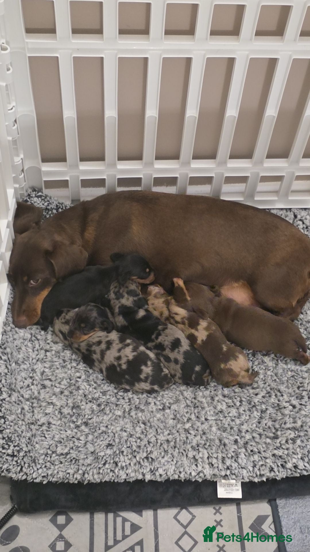 Miniature Dachshund dogs for sale: Miniature dachshund puppies  - Image 9