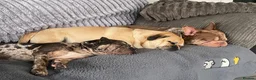 Mixed Breed dogs for sale: Frugs - Advert 3