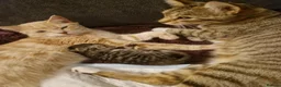 Bengal cats for sale: Gorgeous boy Bengal x kitten in Crawley - Advert 2