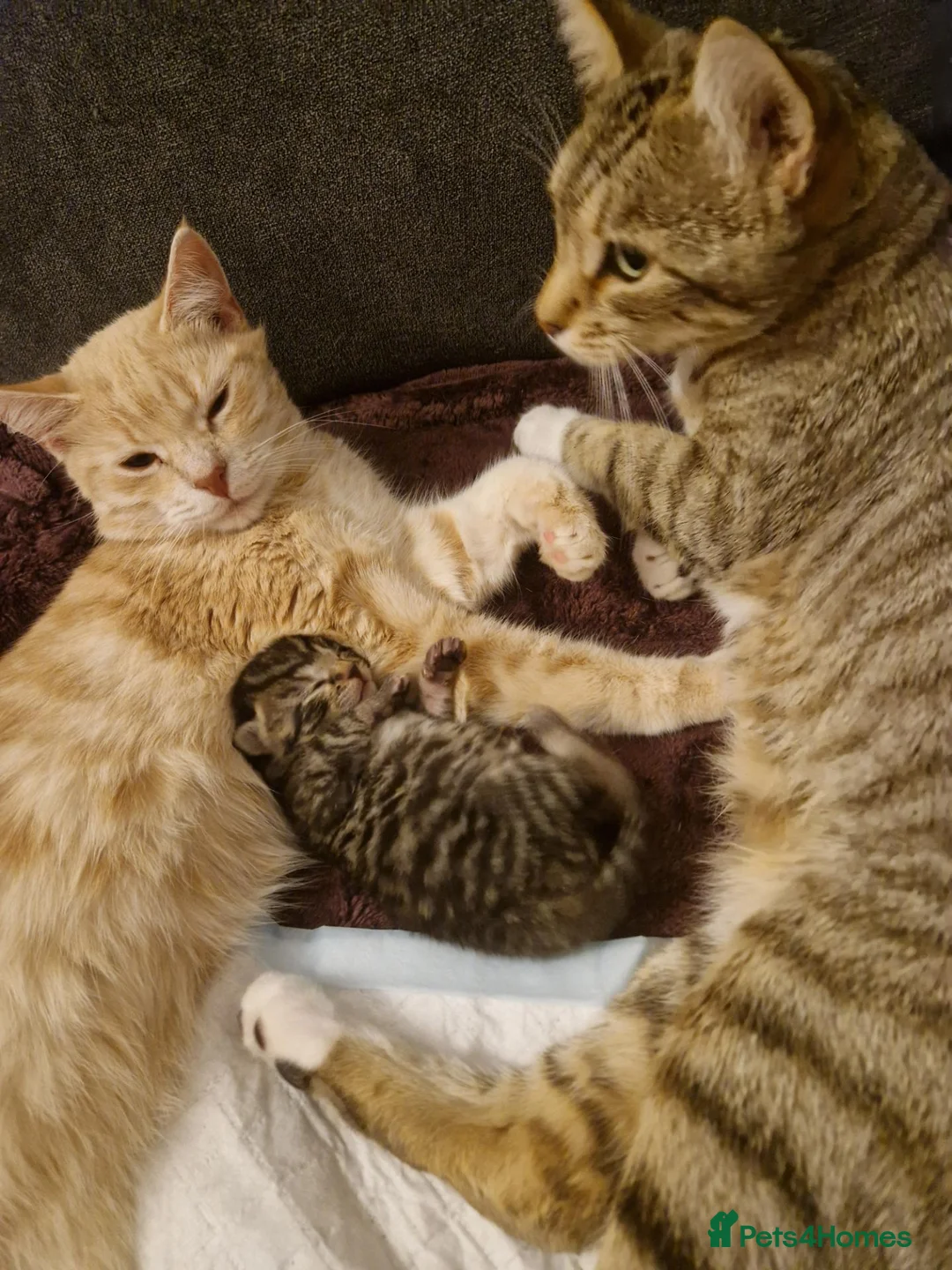 Bengal cats for sale: Gorgeous boy Bengal x kitten in Crawley - Advert 2