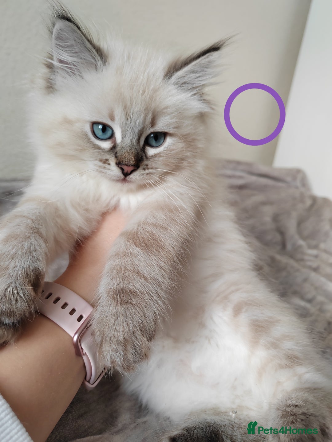 Ragdoll cats for sale: Gorgeous lot of Siberian and Ragdoll mix kittens  - Advert 2