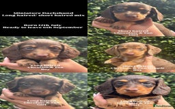 Miniature Dachshund dogs for sale: Pedigree long & short fur miniature dachshunds - Image 1