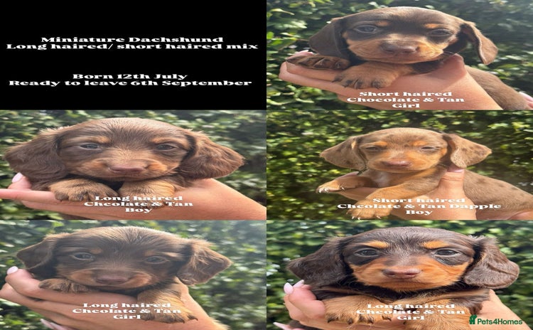 Miniature Dachshund dogs - Advert 12