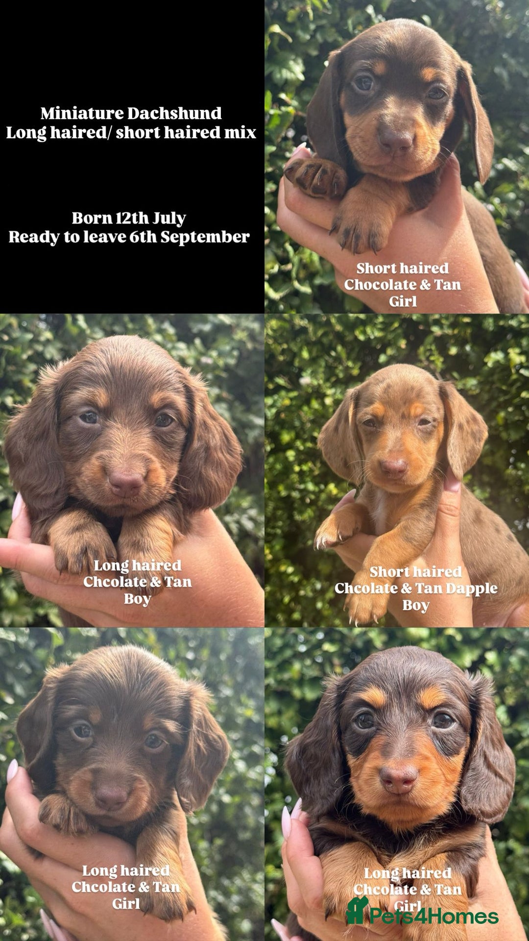 Miniature Dachshund dogs for sale: Pedigree long & short fur miniature dachshunds - Image 1