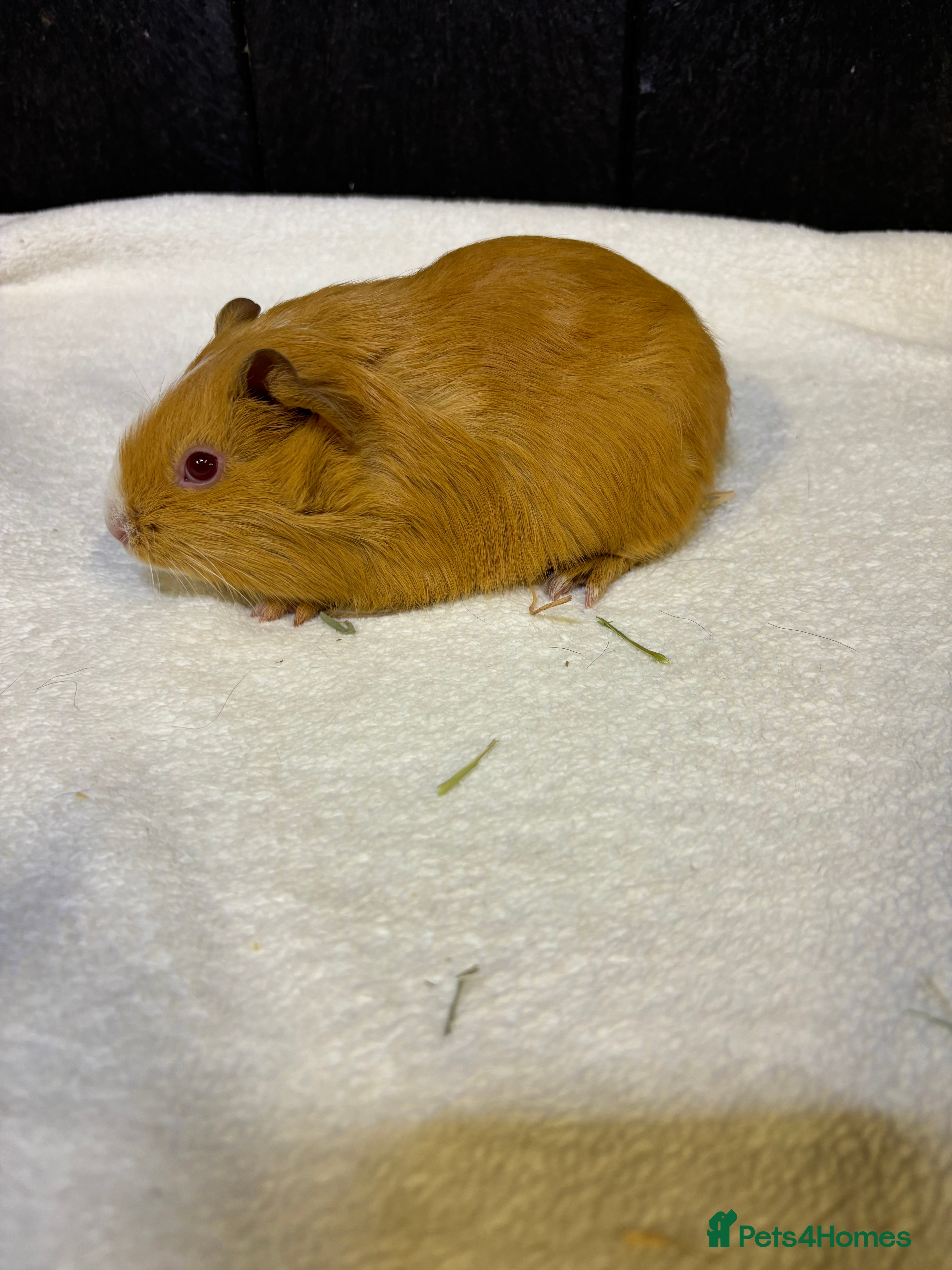 Guinea Pig rodents Male guinea pigs - Advert 6