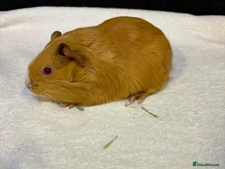 Guinea Pig rodents Male guinea pigs - Advert 6