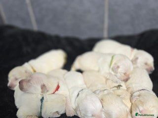 Golden Retriever dogs Gorgeous kc reg golden retrievers - Advert 3