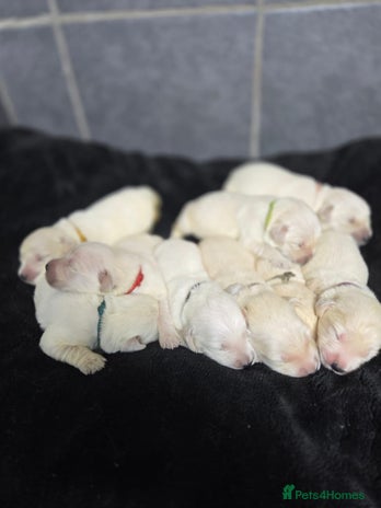 Golden Retriever dogs Gorgeous kc reg golden retrievers - Advert 3