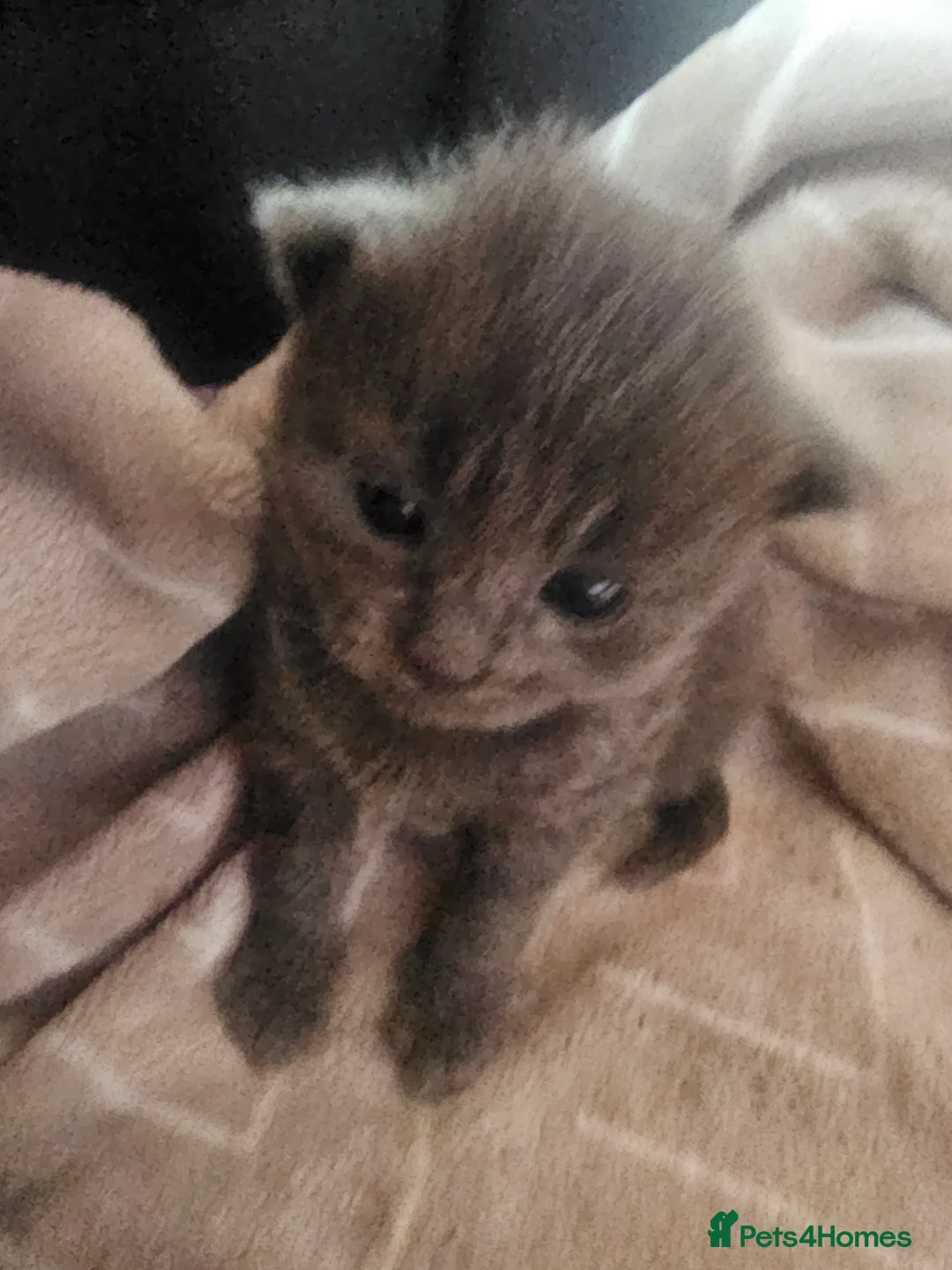 Mixed Breed cats for sale: Grey gorgeous kittens  - Advert 3