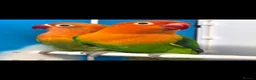 Lovebirds birds for sale: Lovebird Pairs with DNA.Can bring to Stafford Show - Advert 4